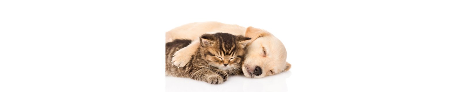 Pet Supplies Online | Essential Products for Pets