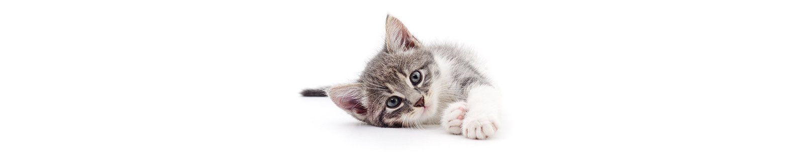 Cat Products & Essentials | Everything for Your Cat