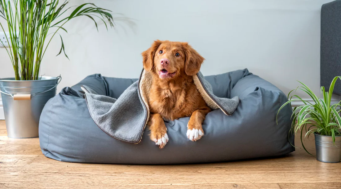 Why Your Pet Needs a Comfortable Bed (Health, Sleep & Behavior Benefits)