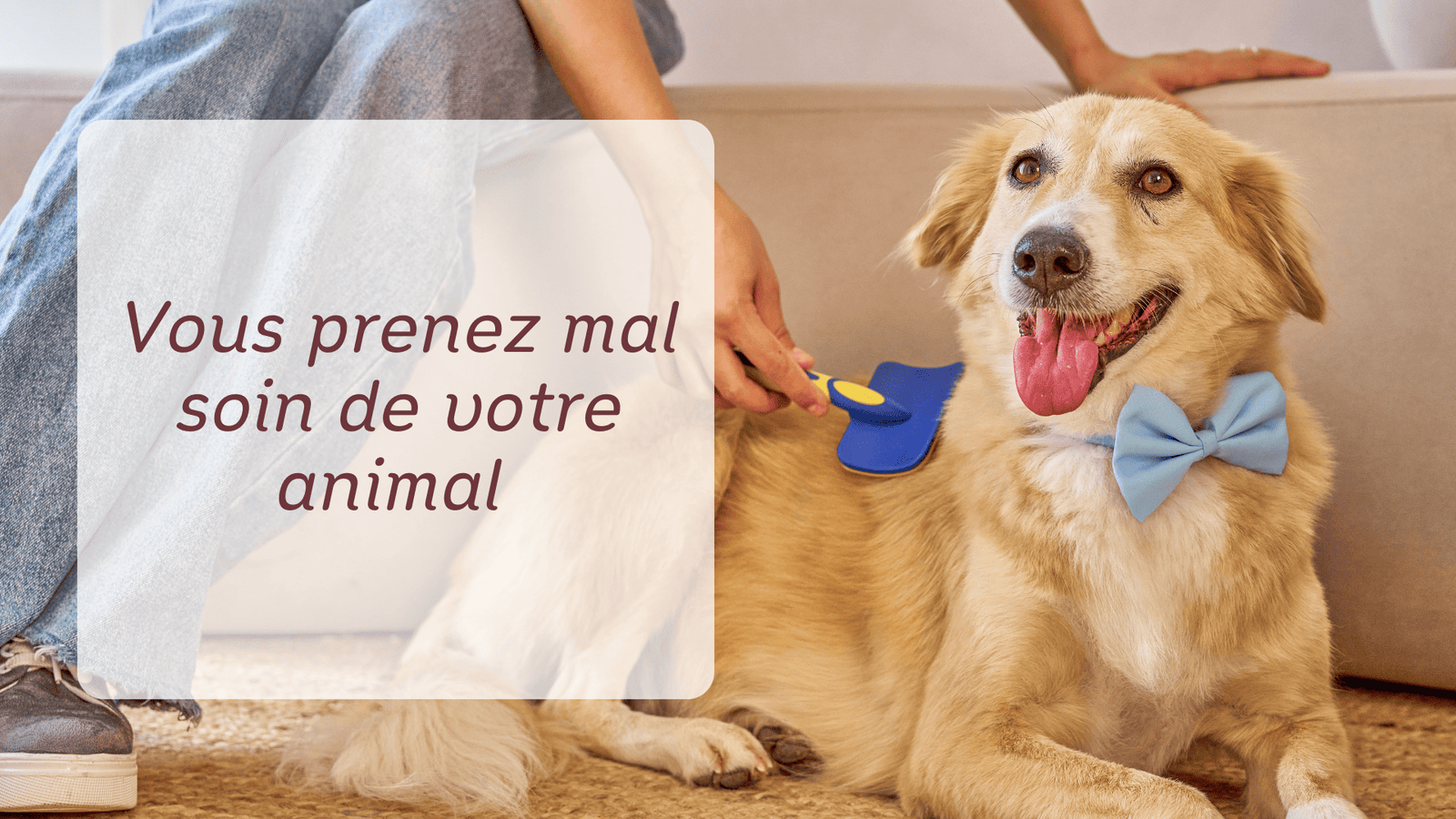 Vous prenez mal soin de votre animal :  8 erreurs critiques à corriger dès aujourd’hui (guide pratique + solutions)
